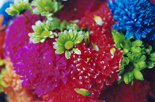 色とりどりの華やかな花の壁紙 Ramica